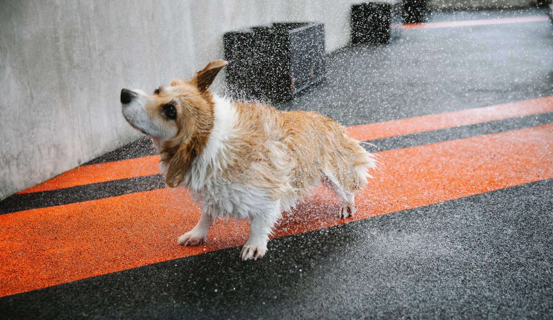 purebred dog shaking off water on walkway