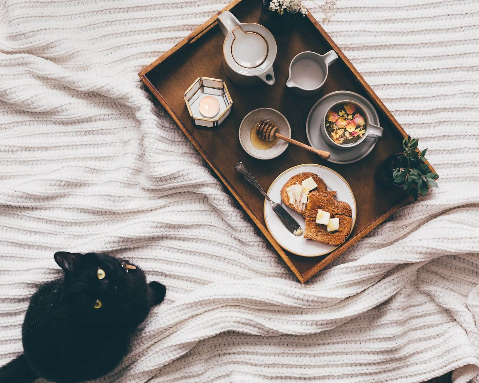 tray with snack near cat on bed