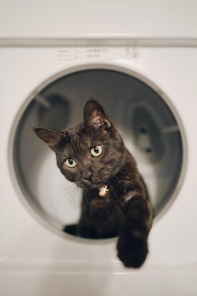 black cat in front of white front load washing machine
