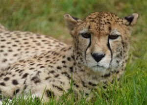 close up of cheetah