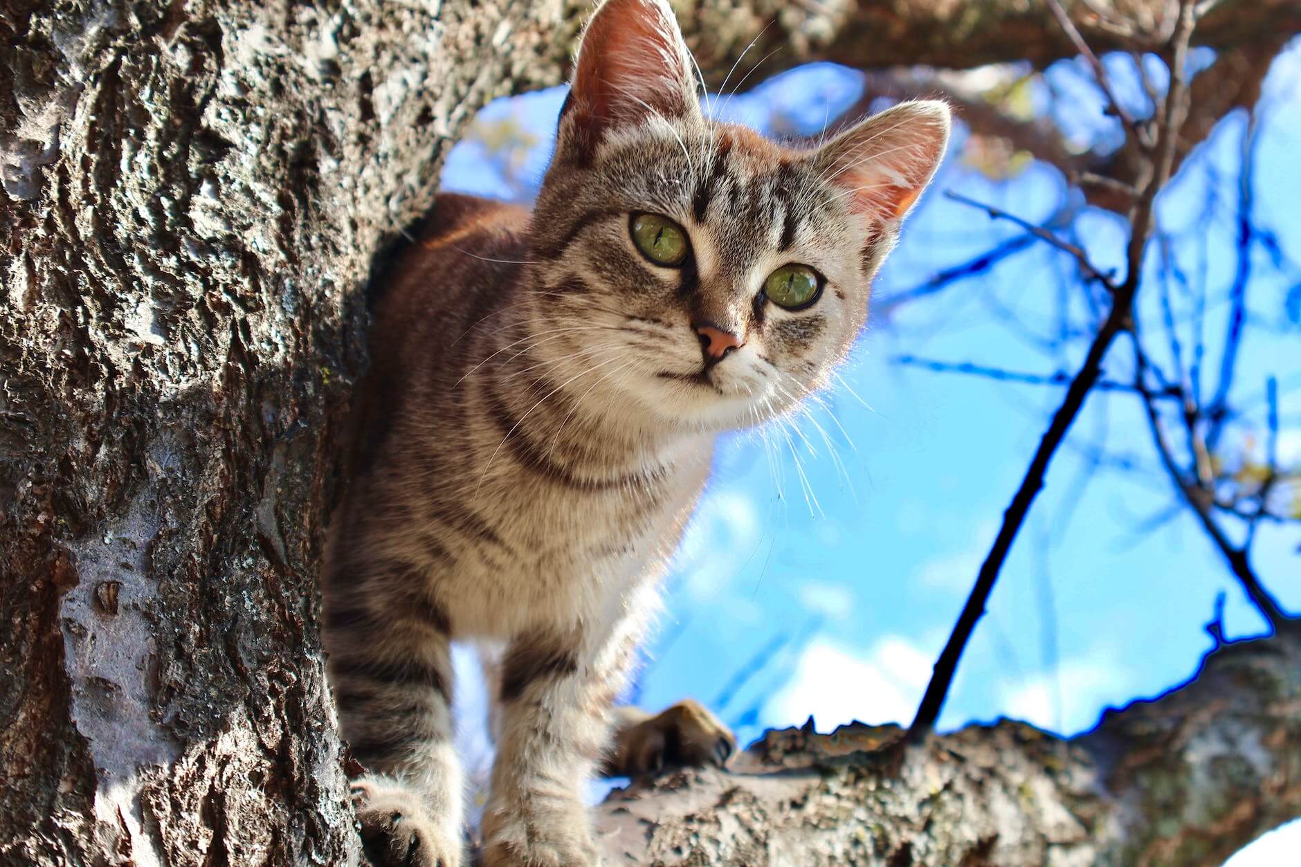 young tabby cat standing on a bare tree branch and looking curiously