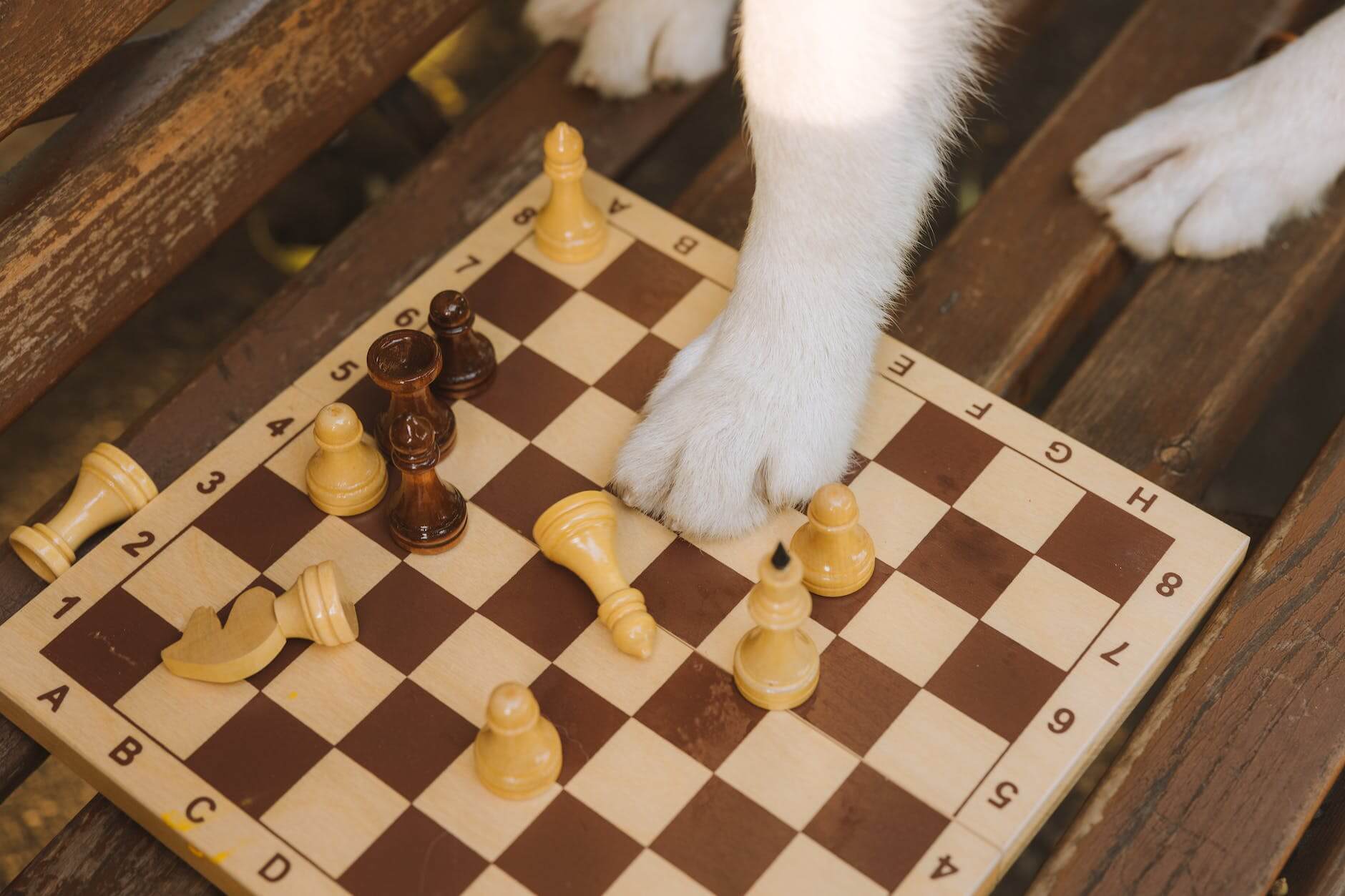 dogs paw standing on a chessboard
